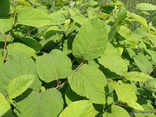 White And Green Polygonum Cuspidatum Extract