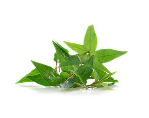 White And Green Polygonum Cuspidatum Extract
