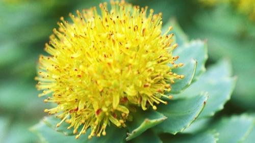 Rhodiola Extract - Solvent Extraction Dark Brown Powder | 99% Purity, Leaf Part, 5 Kg Minimum Weight, 2 Years Shelf Life