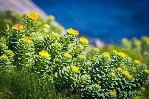 Rhodiola Extract - Solvent Extraction Dark Brown Powder | 99% Purity, Leaf Part, 5 Kg Minimum Weight, 2 Years Shelf Life