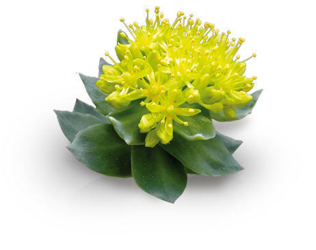 Rhodiola Extract - Solvent Extraction Dark Brown Powder | 99% Purity, Leaf Part, 5 Kg Minimum Weight, 2 Years Shelf Life