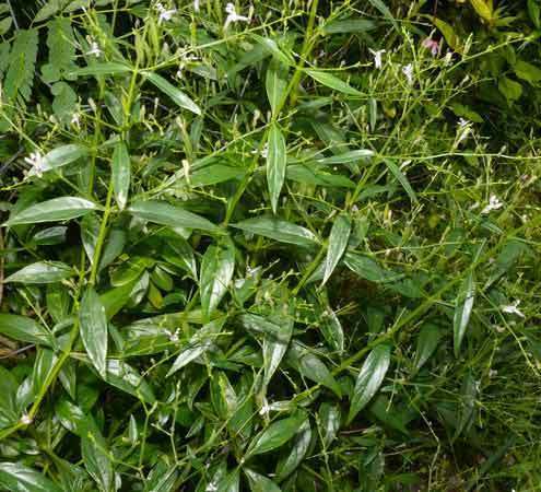 Andographis Paniculata Dry Extract Grade: Na