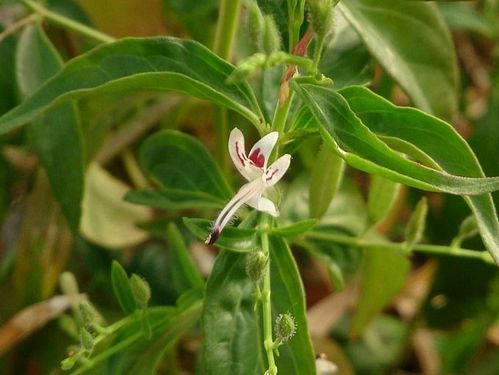 Andographis Paniculata Dry Extract Grade: Na