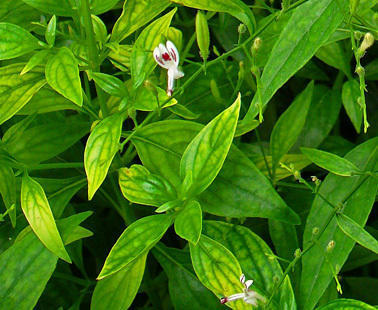 Andographis Paniculata Dry Extract Grade: Na