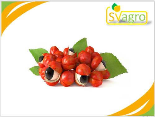 Gaurana Extract Grade: Na