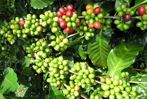 Griffonia Simplicifolia Extract Grade: Na