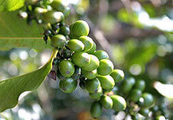 Griffonia Simplicifolia Extract Grade: Na