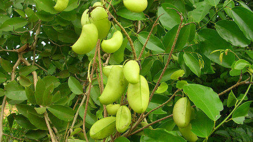 Griffonia Seed Extract Grade: Na