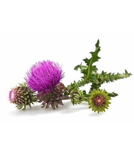 Water Soluble Milk Thistle Extract Grade: Na