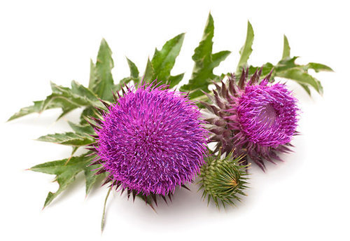 Water Soluble Milk Thistle Extract Grade: Na