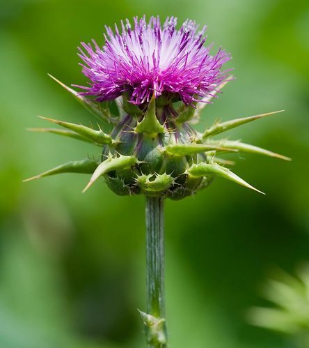 Water Soluble Milk Thistle Extract Grade: Na
