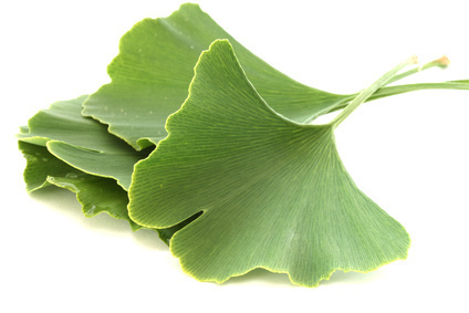 Ginkgo Leaves Extract Grade: Na
