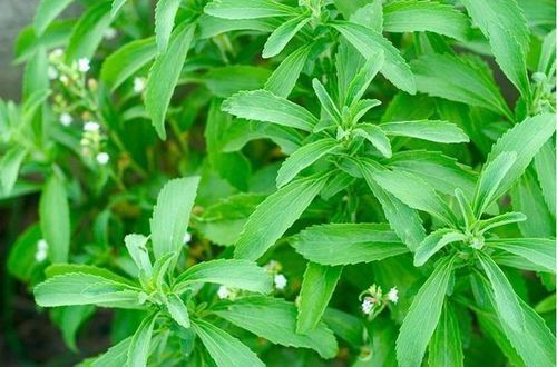 Stevia Extract 90%-95% Grade: Na