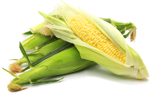 Yellowsh L-arabinose Extract