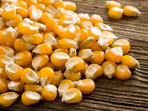 Yellowsh L-arabinose Extract