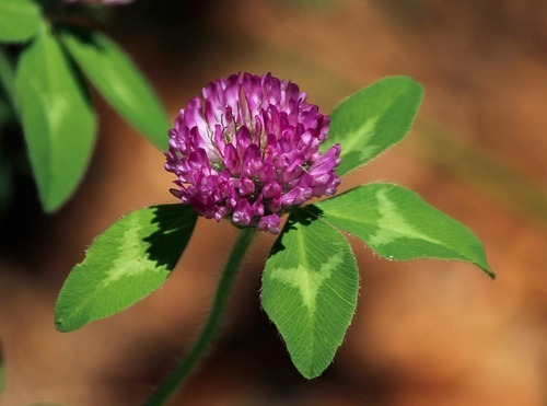 Light To Dark Brown Powder Red Clover P.e Extract