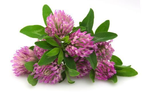 Light To Dark Brown Powder Red Clover P.e Extract