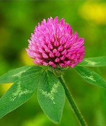 Light To Dark Brown Powder Red Clover P.e Extract