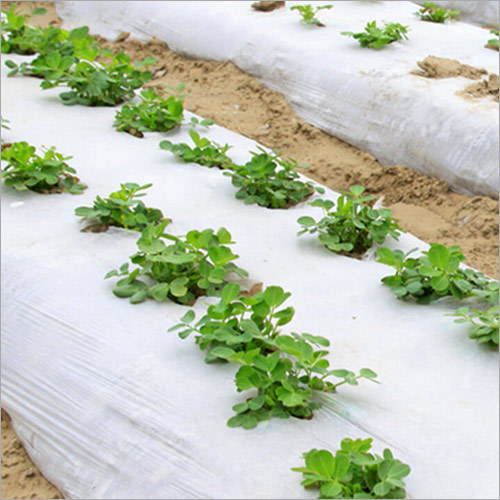 Mulch Film Application