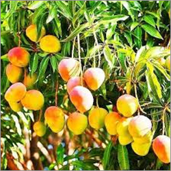 Yellow Fresh Mango