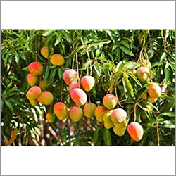 Yellow Fresh Mango