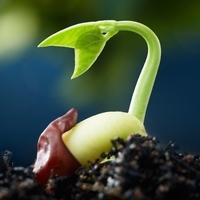 Garden Kit