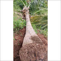 हरा नारियल का पेड़