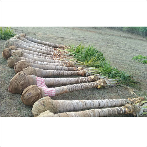 हरा नारियल का पेड़