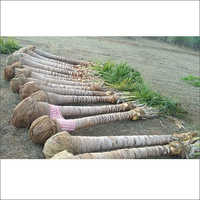 हरा नारियल का पेड़