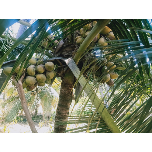 Green Small Coconut Tree
