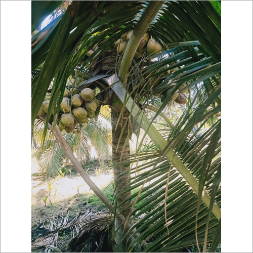 Green Small Coconut Tree