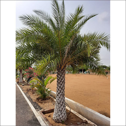 Date Palm Tree - Natural Green Palm Variety | Resilient Growth, Lush Foliage