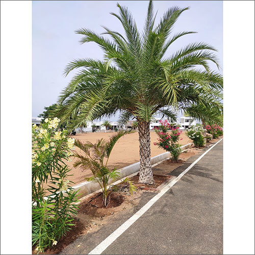 Date Palm Tree - Natural Green Palm Variety | Resilient Growth, Lush Foliage