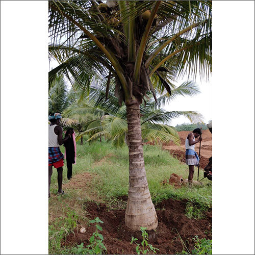 Green Coconut Tree