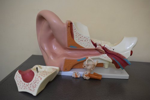 Ear Model