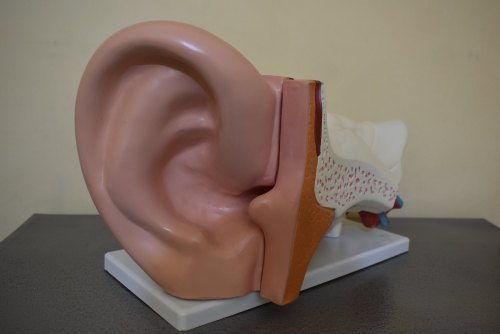 Ear Model