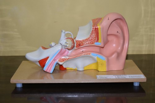 Ear Model