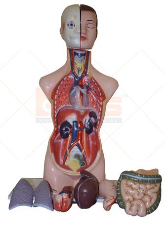 Torso Model