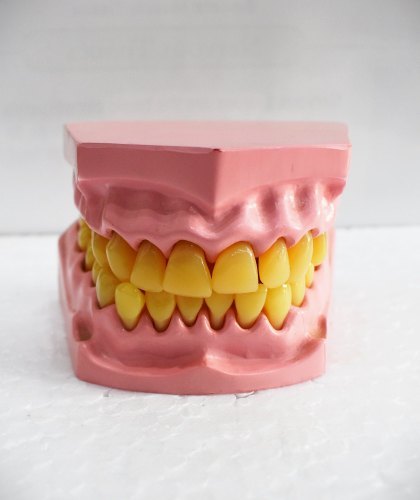 Human Teeth