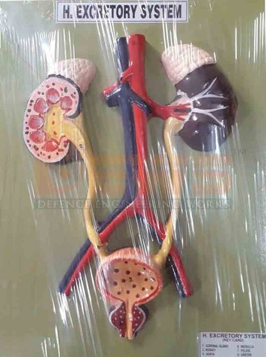 Muitycolor Human Excretory System