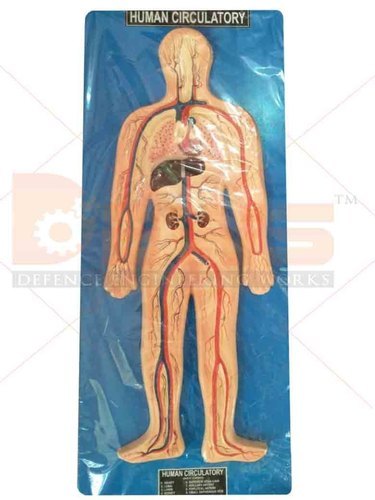 Muitycolor Human Circulatory System Model