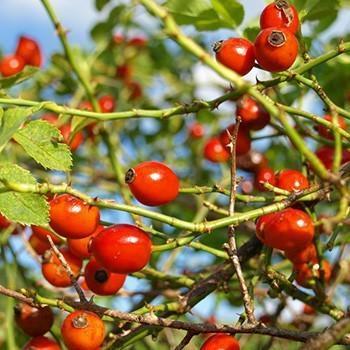 Rose Hip Extract Grade: Na