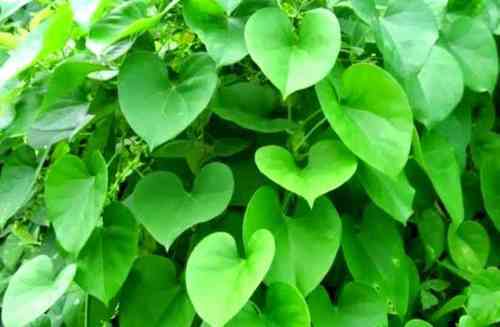 Giloy Powder Grade: Na