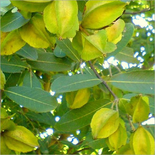 Arjuna Extract(Terminalia Arjuna)