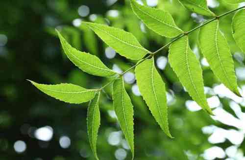 20:1 Neem Extract