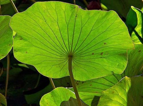 Lotus Leaf Extract - Powder Form, Herbal Extract For Ummer-heat Relief, Supports Diarrhea Management & Abnormal Bleeding For All Ages