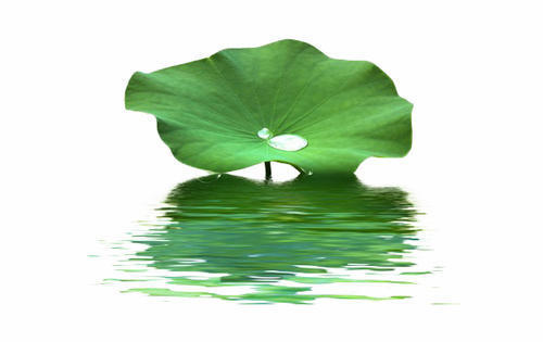Lotus Leaf Extract - Powder Form, Herbal Extract For Ummer-heat Relief, Supports Diarrhea Management & Abnormal Bleeding For All Ages