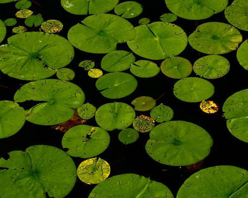 Lotus Leaf Extract - Powder Form, Herbal Extract For Ummer-heat Relief, Supports Diarrhea Management & Abnormal Bleeding For All Ages