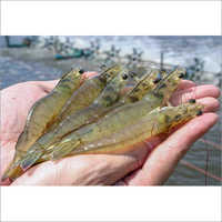 ताजा वन्नामेई वजन: आवश्यकता के अनुसार किलोग्राम (किलो)