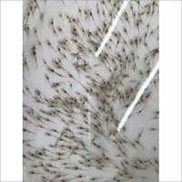 ताजा झींगा बीज